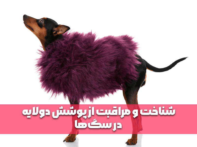 شناخت و مراقبت از پوشش موی دولایه در سگ‌ها